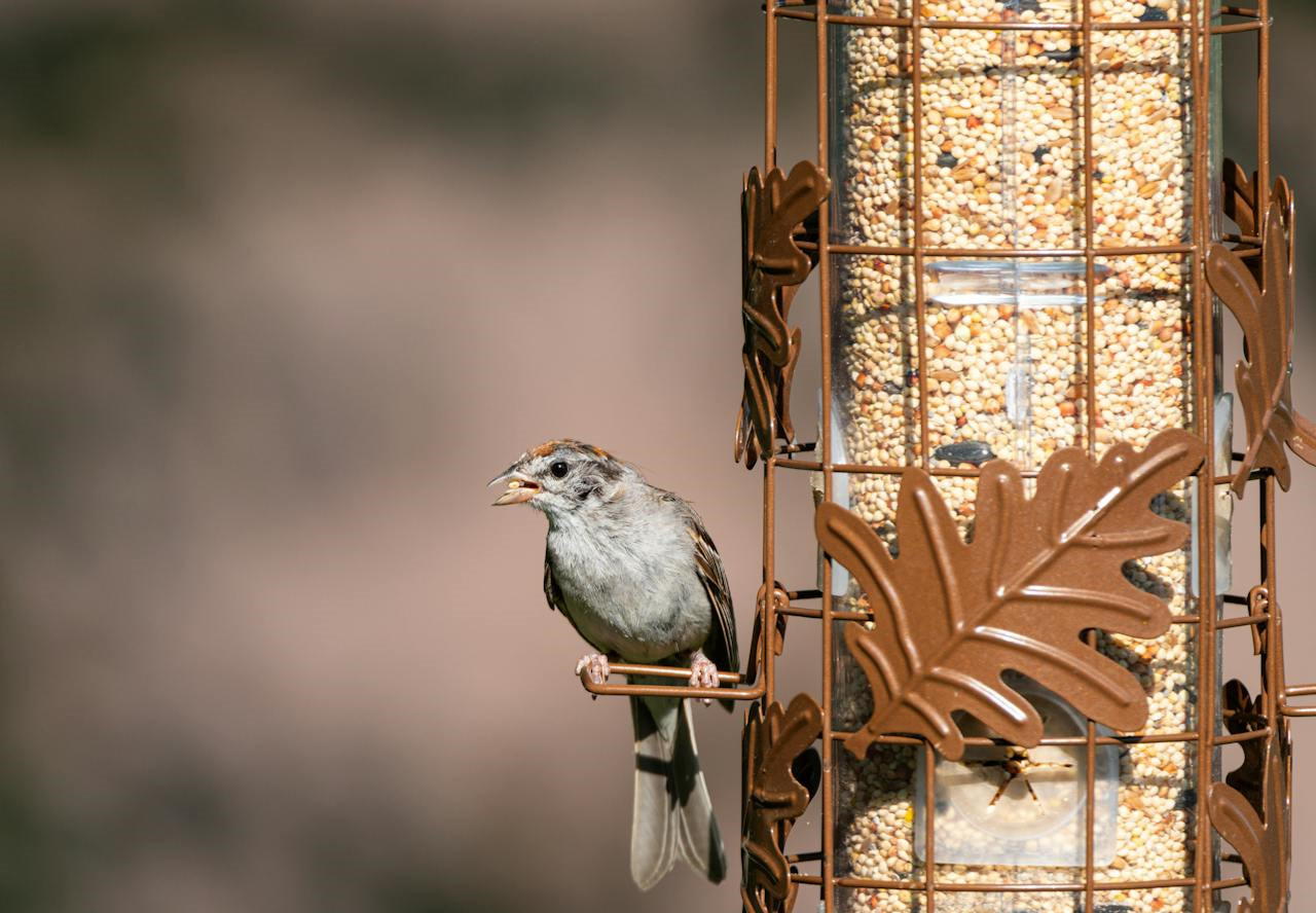 Wróble chętnie korzystają z karmników w okresie mrozów