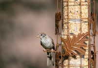 Kasza jęczmienna dla ptaków zimą wraca do karmników