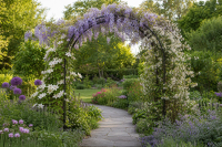 The Best Climbing Plants for a Metal Garden Arch