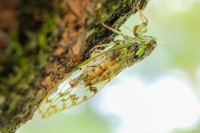 Cicada in Illinois
